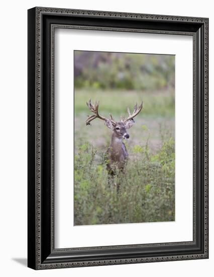 White-tailed Deer (Odocoileus virginianus) in cactus, grass and thornbrush habitat-Larry Ditto-Framed Photographic Print