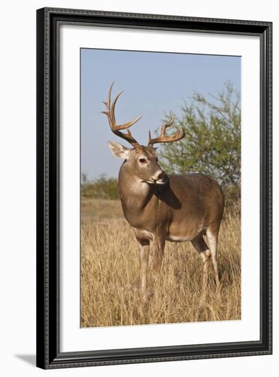 White-Tailed Deer (Odocoileus Virginianus) Male in Habitat, Texas, USA-Larry Ditto-Framed Photographic Print