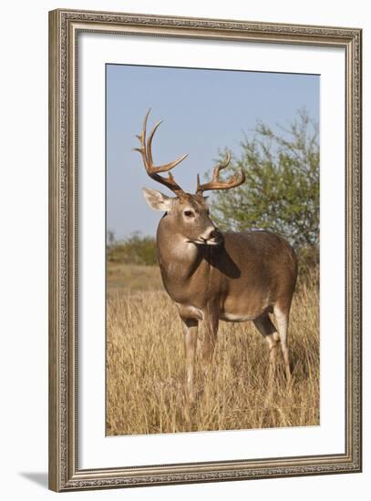 White-Tailed Deer (Odocoileus Virginianus) Male in Habitat, Texas, USA-Larry Ditto-Framed Photographic Print