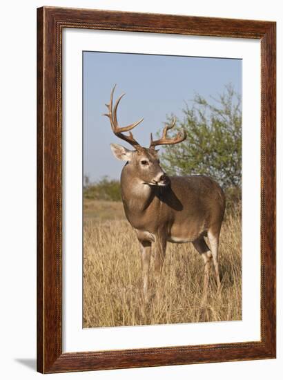 White-Tailed Deer (Odocoileus Virginianus) Male in Habitat, Texas, USA-Larry Ditto-Framed Photographic Print