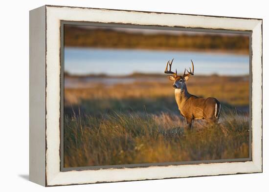 White-Tailed Deer (Odocoileus Virginianus) Male in Habitat, Texas, USA-Larry Ditto-Framed Premier Image Canvas