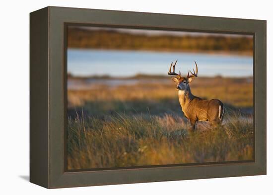 White-Tailed Deer (Odocoileus Virginianus) Male in Habitat, Texas, USA-Larry Ditto-Framed Premier Image Canvas