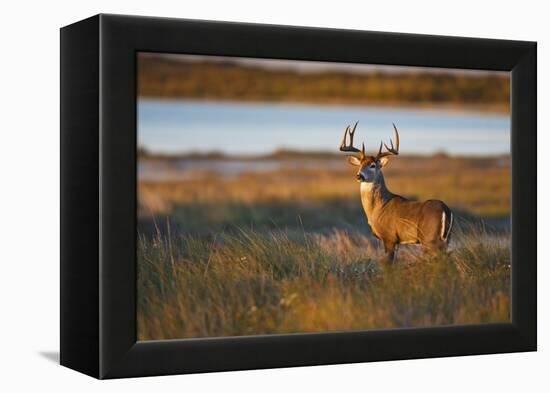 White-Tailed Deer (Odocoileus Virginianus) Male in Habitat, Texas, USA-Larry Ditto-Framed Premier Image Canvas