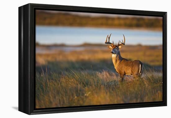 White-Tailed Deer (Odocoileus Virginianus) Male in Habitat, Texas, USA-Larry Ditto-Framed Premier Image Canvas