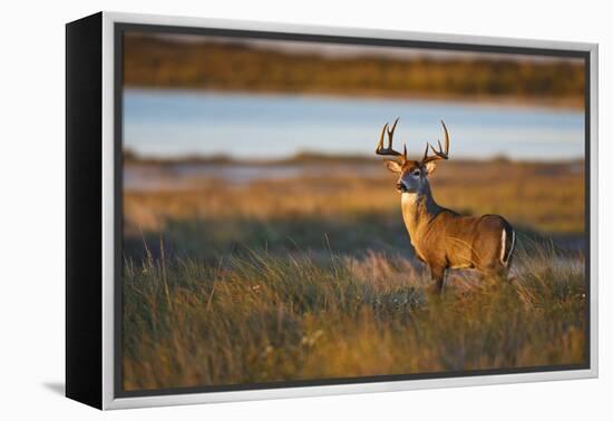 White-Tailed Deer (Odocoileus Virginianus) Male in Habitat, Texas, USA-Larry Ditto-Framed Premier Image Canvas