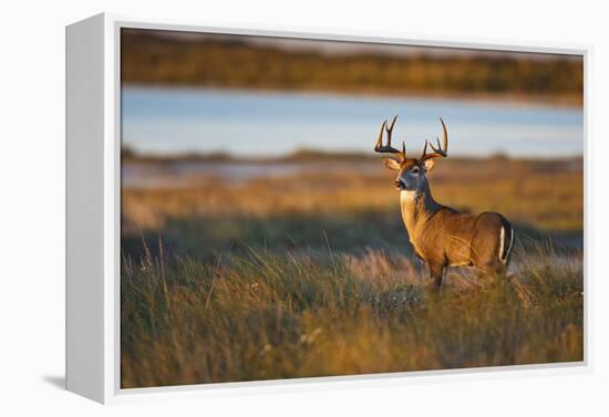 White-Tailed Deer (Odocoileus Virginianus) Male in Habitat, Texas, USA-Larry Ditto-Framed Premier Image Canvas