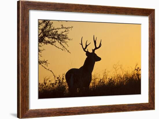 White-Tailed Deer (Odocoileus Virginianus) Male in Habitat, Texas, USA-Larry Ditto-Framed Photographic Print