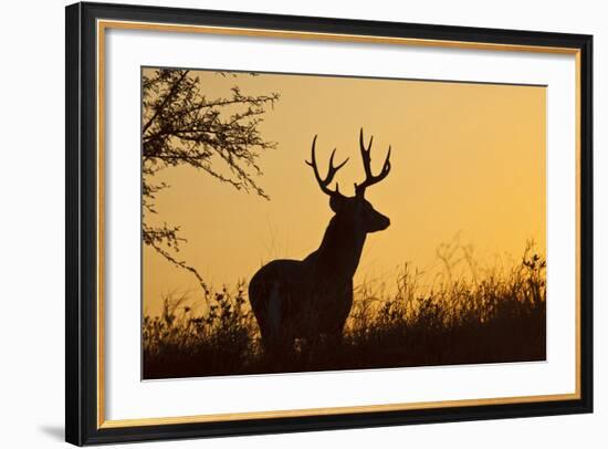 White-Tailed Deer (Odocoileus Virginianus) Male in Habitat, Texas, USA-Larry Ditto-Framed Photographic Print