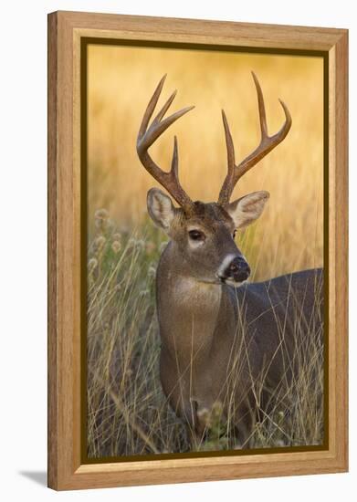 White-Tailed Deer (Odocoileus Virginianus) Male in Habitat, Texas, USA-Larry Ditto-Framed Premier Image Canvas