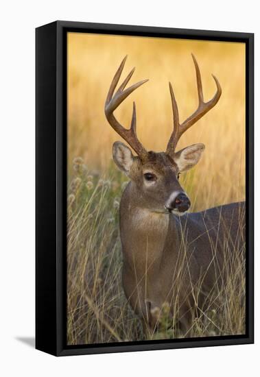 White-Tailed Deer (Odocoileus Virginianus) Male in Habitat, Texas, USA-Larry Ditto-Framed Premier Image Canvas