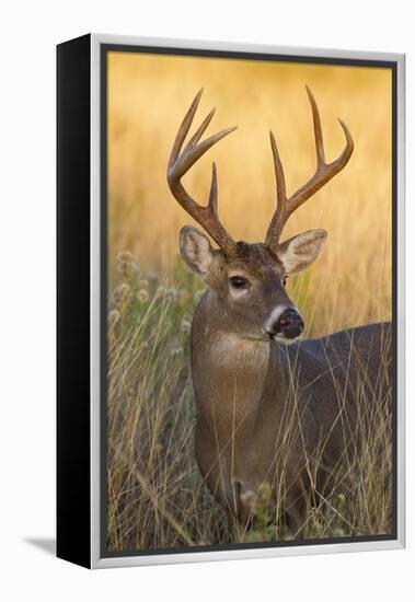 White-Tailed Deer (Odocoileus Virginianus) Male in Habitat, Texas, USA-Larry Ditto-Framed Premier Image Canvas