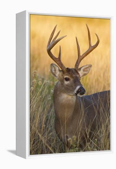 White-Tailed Deer (Odocoileus Virginianus) Male in Habitat, Texas, USA-Larry Ditto-Framed Premier Image Canvas