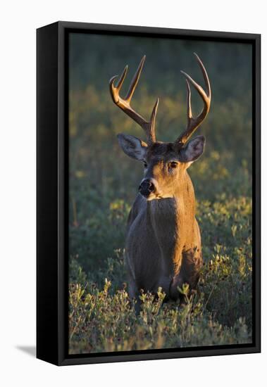 White-Tailed Deer (Odocoileus Virginianus) Male in Habitat, Texas, USA-Larry Ditto-Framed Premier Image Canvas