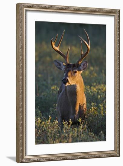 White-Tailed Deer (Odocoileus Virginianus) Male in Habitat, Texas, USA-Larry Ditto-Framed Photographic Print