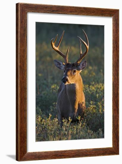 White-Tailed Deer (Odocoileus Virginianus) Male in Habitat, Texas, USA-Larry Ditto-Framed Photographic Print