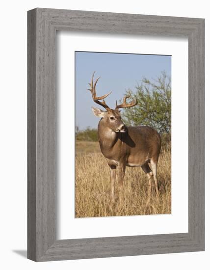 White-Tailed Deer (Odocoileus Virginianus) Male in Habitat, Texas, USA-Larry Ditto-Framed Photographic Print