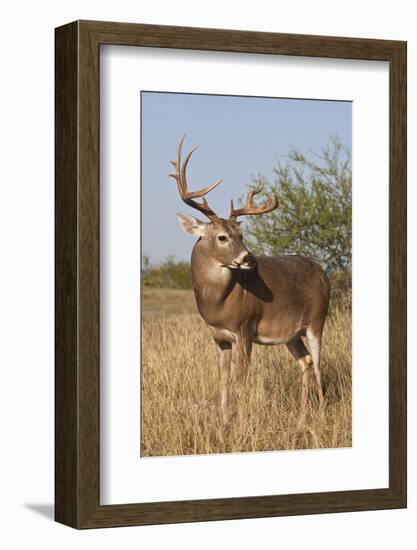 White-Tailed Deer (Odocoileus Virginianus) Male in Habitat, Texas, USA-Larry Ditto-Framed Photographic Print