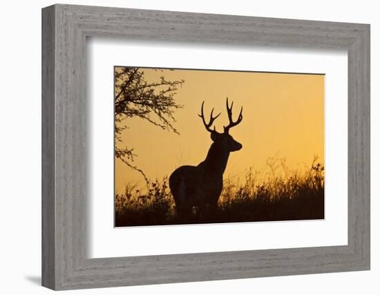 White-Tailed Deer (Odocoileus Virginianus) Male in Habitat, Texas, USA-Larry Ditto-Framed Photographic Print