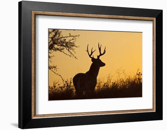 White-Tailed Deer (Odocoileus Virginianus) Male in Habitat, Texas, USA-Larry Ditto-Framed Photographic Print