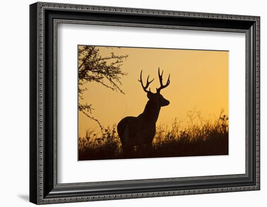 White-Tailed Deer (Odocoileus Virginianus) Male in Habitat, Texas, USA-Larry Ditto-Framed Photographic Print