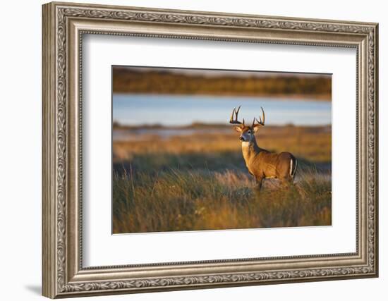 White-Tailed Deer (Odocoileus Virginianus) Male in Habitat, Texas, USA-Larry Ditto-Framed Photographic Print