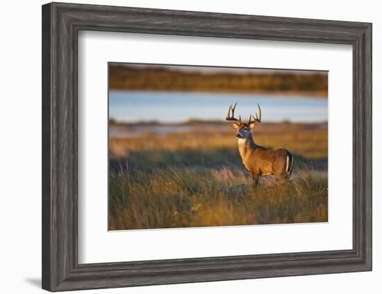 White-Tailed Deer (Odocoileus Virginianus) Male in Habitat, Texas, USA-Larry Ditto-Framed Photographic Print