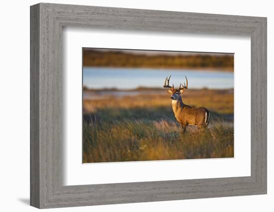 White-Tailed Deer (Odocoileus Virginianus) Male in Habitat, Texas, USA-Larry Ditto-Framed Photographic Print