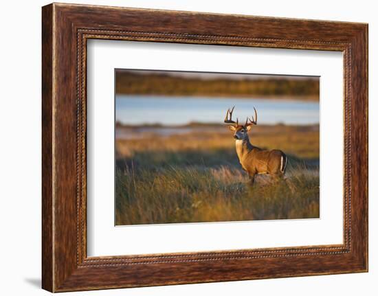 White-Tailed Deer (Odocoileus Virginianus) Male in Habitat, Texas, USA-Larry Ditto-Framed Photographic Print