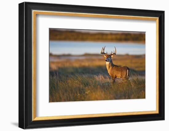 White-Tailed Deer (Odocoileus Virginianus) Male in Habitat, Texas, USA-Larry Ditto-Framed Photographic Print