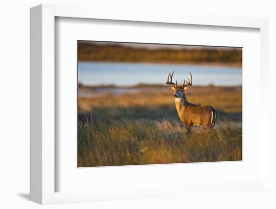 White-Tailed Deer (Odocoileus Virginianus) Male in Habitat, Texas, USA-Larry Ditto-Framed Premium Photographic Print