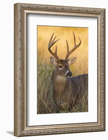 White-Tailed Deer (Odocoileus Virginianus) Male in Habitat, Texas, USA-Larry Ditto-Framed Photographic Print
