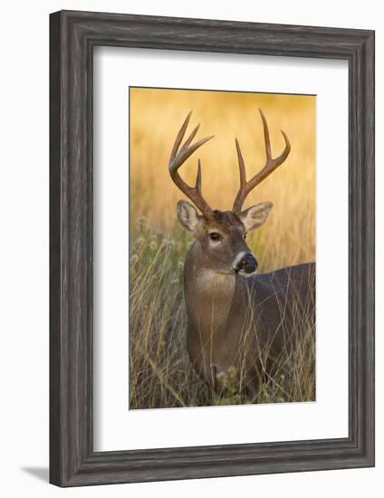 White-Tailed Deer (Odocoileus Virginianus) Male in Habitat, Texas, USA-Larry Ditto-Framed Photographic Print