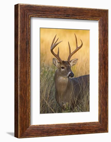 White-Tailed Deer (Odocoileus Virginianus) Male in Habitat, Texas, USA-Larry Ditto-Framed Photographic Print