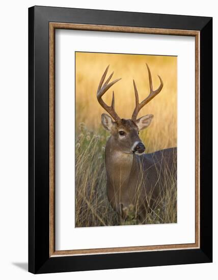 White-Tailed Deer (Odocoileus Virginianus) Male in Habitat, Texas, USA-Larry Ditto-Framed Photographic Print