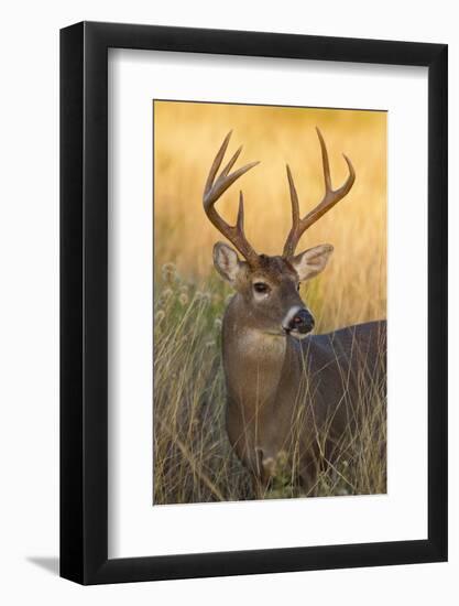 White-Tailed Deer (Odocoileus Virginianus) Male in Habitat, Texas, USA-Larry Ditto-Framed Photographic Print