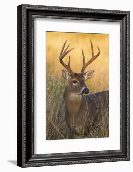 White-Tailed Deer (Odocoileus Virginianus) Male in Habitat, Texas, USA-Larry Ditto-Framed Photographic Print