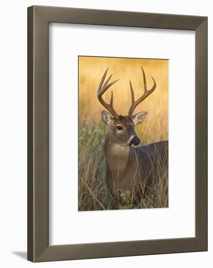 White-Tailed Deer (Odocoileus Virginianus) Male in Habitat, Texas, USA-Larry Ditto-Framed Photographic Print