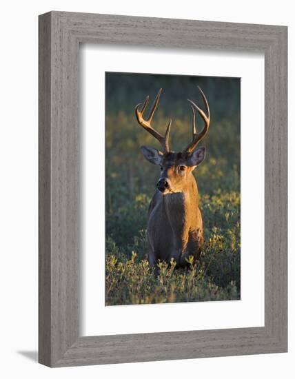 White-Tailed Deer (Odocoileus Virginianus) Male in Habitat, Texas, USA-Larry Ditto-Framed Photographic Print