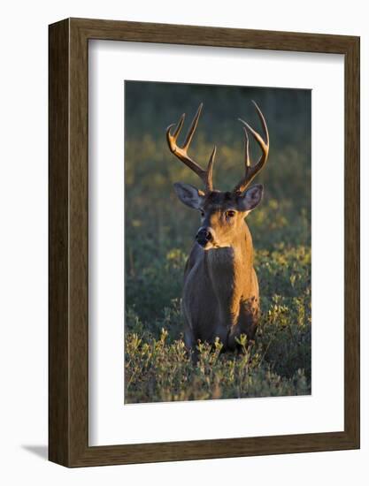 White-Tailed Deer (Odocoileus Virginianus) Male in Habitat, Texas, USA-Larry Ditto-Framed Photographic Print