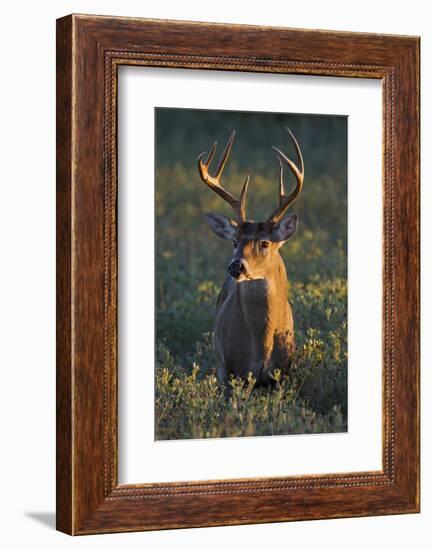 White-Tailed Deer (Odocoileus Virginianus) Male in Habitat, Texas, USA-Larry Ditto-Framed Photographic Print