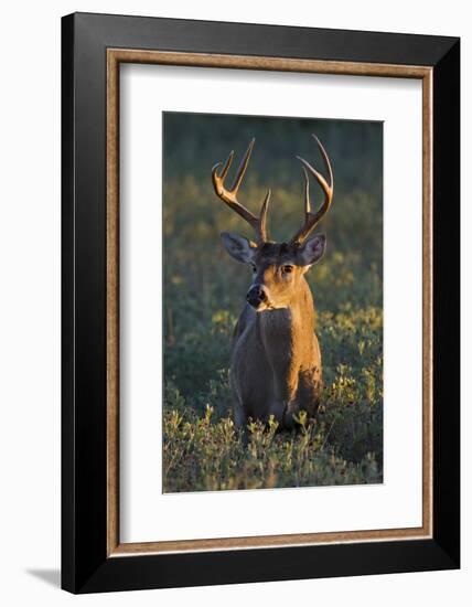 White-Tailed Deer (Odocoileus Virginianus) Male in Habitat, Texas, USA-Larry Ditto-Framed Photographic Print