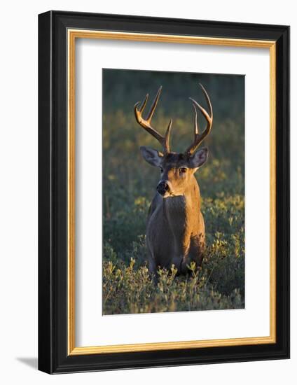 White-Tailed Deer (Odocoileus Virginianus) Male in Habitat, Texas, USA-Larry Ditto-Framed Photographic Print