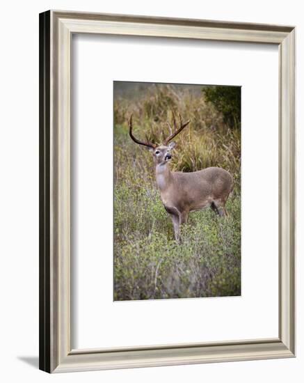 White-tailed deer (Odocoileus virginianus) male.-Larry Ditto-Framed Photographic Print