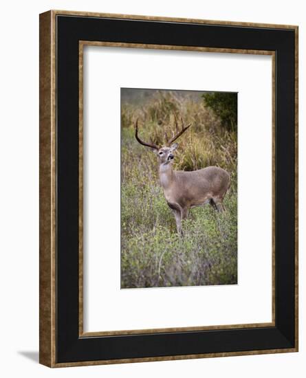 White-tailed deer (Odocoileus virginianus) male.-Larry Ditto-Framed Photographic Print
