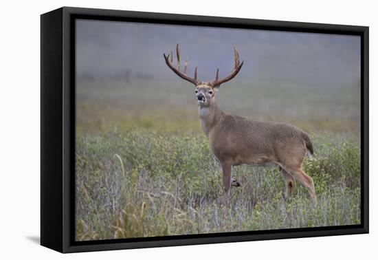 White-tailed deer (Odocoileus virginianus) male.-Larry Ditto-Framed Premier Image Canvas