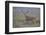 White-tailed deer (Odocoileus virginianus) male.-Larry Ditto-Framed Photographic Print