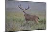 White-tailed deer (Odocoileus virginianus) male.-Larry Ditto-Mounted Photographic Print