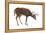 White-Tailed Deer (Odocoileus Virginianus), Mammals-Encyclopaedia Britannica-Framed Stretched Canvas