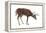 White-Tailed Deer (Odocoileus Virginianus), Mammals-Encyclopaedia Britannica-Framed Stretched Canvas