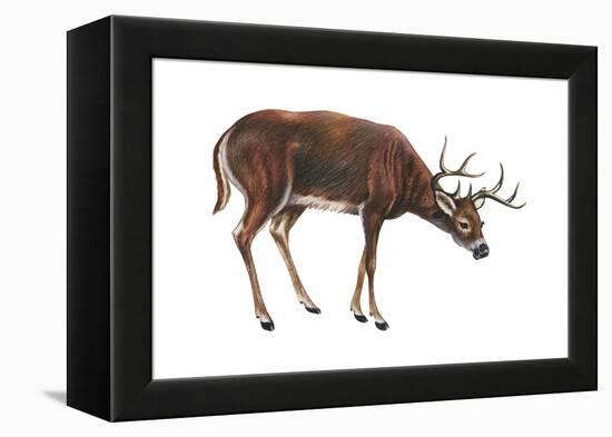 White-Tailed Deer (Odocoileus Virginianus), Mammals-Encyclopaedia Britannica-Framed Stretched Canvas